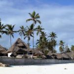 coconut trees