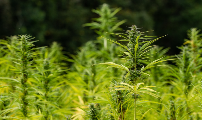 Facts About Cannabis Seeds